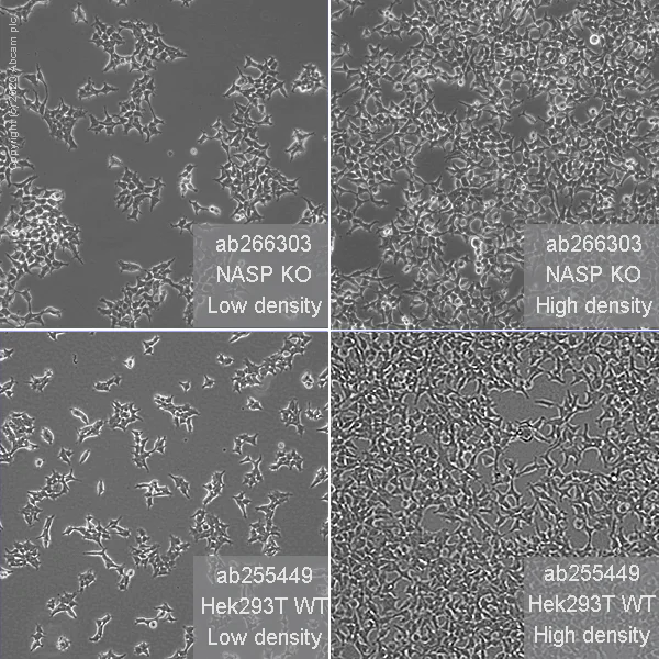 Cell Culture - Human NASP knockout HEK-293T cell line (AB266303)