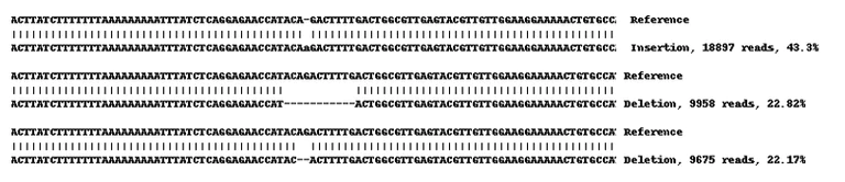 Next Generation Sequencing - Human NBN (p95/NBS1) knockout A-431 cell line (AB269506)