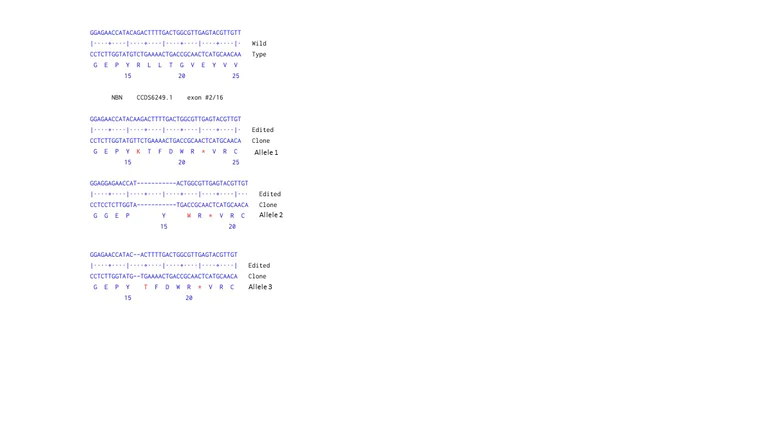 Next Generation Sequencing - Human NBN (p95/NBS1) knockout A-431 cell line (AB269506)