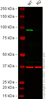 Western blot - Human NBN (p95/NBS1) knockout A-431 cell line (AB269506)