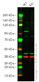 Western blot - Human NBN (p95/NBS1) knockout A-431 cell line (AB269506)
