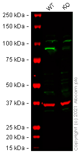 Human NBN (p95/NBS1) knockout A-431 cell lysate