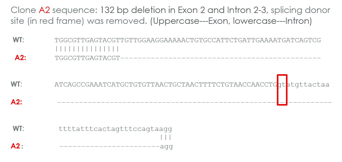 Human NBN (p95/NBS1) knockout A549 cell line