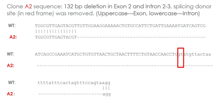 Sanger Sequencing - Human NBN (p95/NBS1) knockout A549 cell line (AB276103)