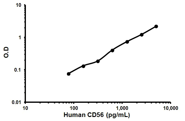 Sandwich ELISA - Human NCAM1 ELISA Kit (CD56) (AB119587)