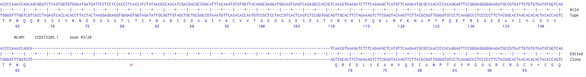 Human NCAM1 knockout U-87 MG cell line