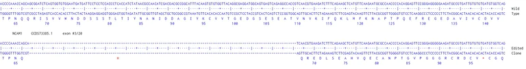 Next Generation Sequencing - Human NCAM1 knockout U-87 MG cell line (AB306729)