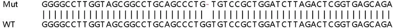 Sanger Sequencing - Human NCAPD3 (hCAP-D3) knockout HeLa cell lysate (AB263273)