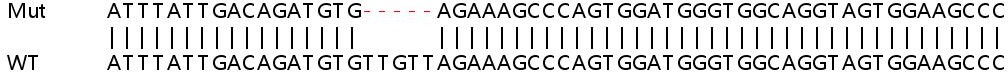 Human NCAPG2 knockout HEK-293T cell lysate