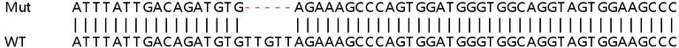 Sanger Sequencing - Human NCAPG2 knockout HEK-293T cell lysate (AB263274)