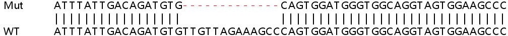 Sanger Sequencing - Human NCAPG2 knockout HEK-293T cell lysate (AB263274)