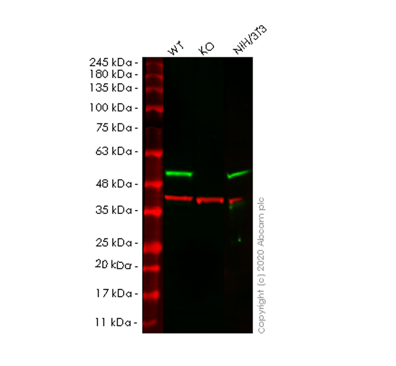 Western blot - Human NCK1 (Nck) knockout HeLa cell lysate (AB258059)