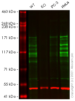 Western blot - Human NCOA2 (KAT13C) knockout HEK-293T cell line (AB265068)