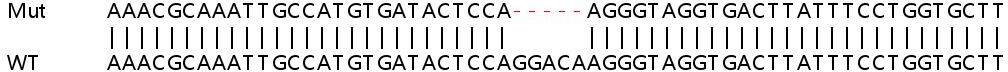 Sanger Sequencing - Human NCOA3 (SRC3) knockout HeLa cell line (AB265935), expandable thumbnail