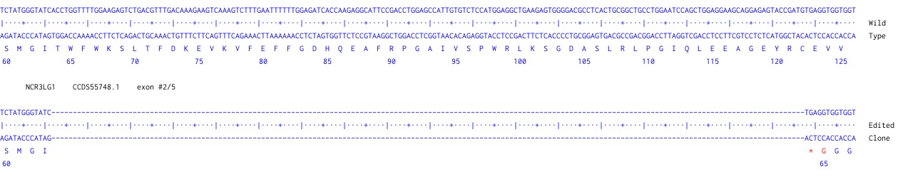 Human NCR3LG1 knockout Raji cell line
