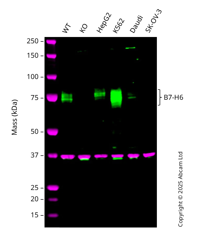 Western blot - Human NCR3LG1 knockout Raji cell line (AB290414)