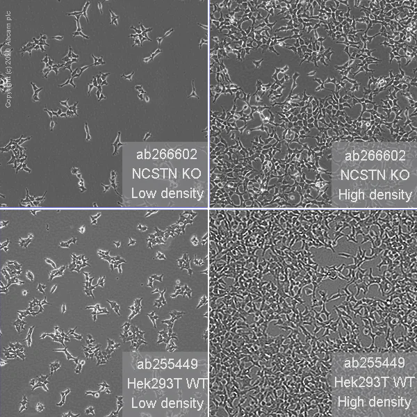 Cell Culture - Human NCSTN (Nicastrin) knockout HEK-293T cell line (AB266602)