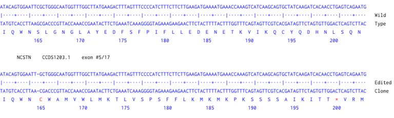 Next Generation Sequencing - Human NCSTN (Nicastrin) knockout HeLa cell line (AB273849)