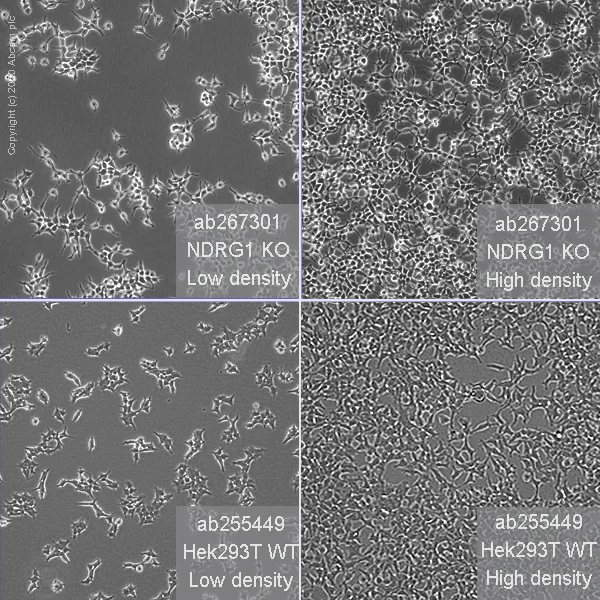 Cell Culture - Human NDRG1 knockout HEK-293T cell line (AB267301)