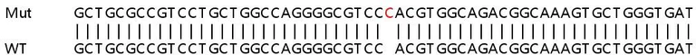 Sanger Sequencing - Human NDRG1 knockout HEK-293T cell line (AB267301)