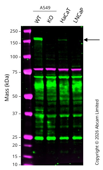 Western blot - Human NDRG1 knockout HEK-293T cell line (AB267301)