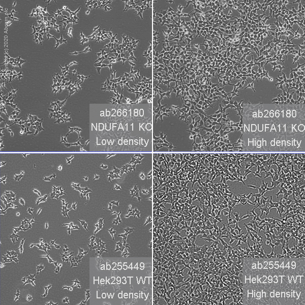 Human NDUFA11 (NDUAB) knockout HEK-293T cell line