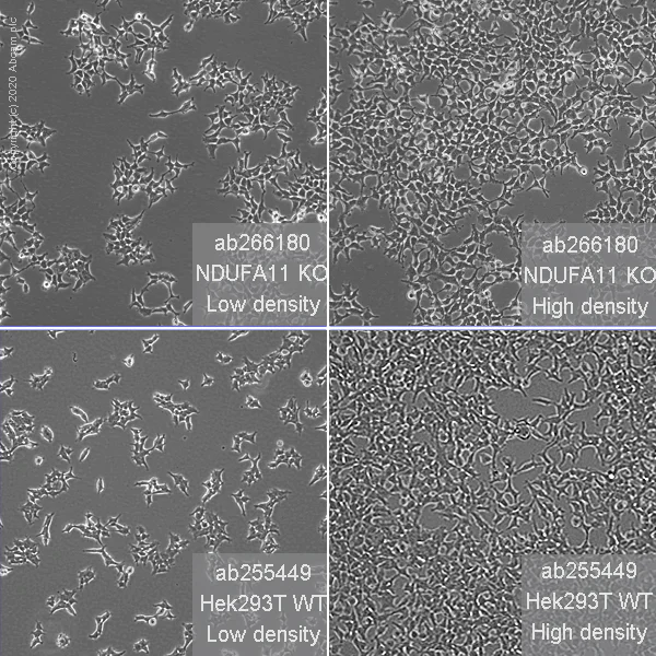 Cell Culture - Human NDUFA11 (NDUAB) knockout HEK-293T cell line (AB266180)