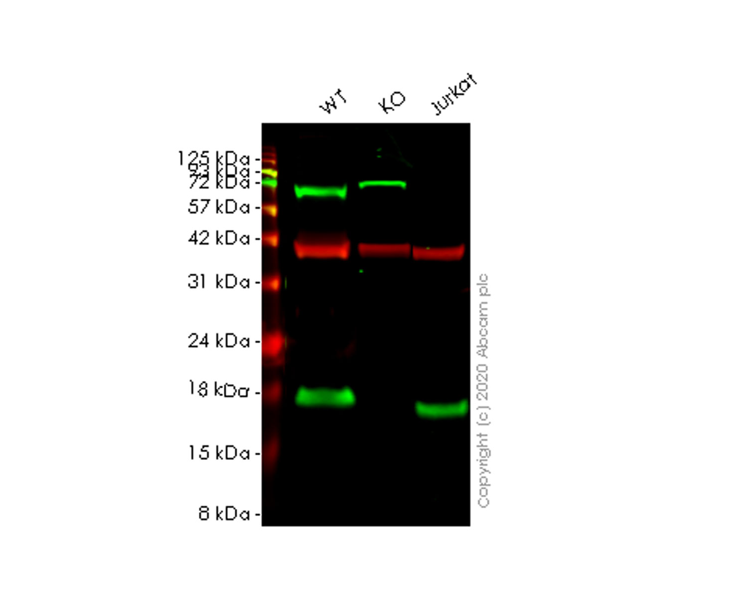 Western blot - Human NDUFA13 (GRIM19) knockout HeLa cell line (AB265863), expandable thumbnail