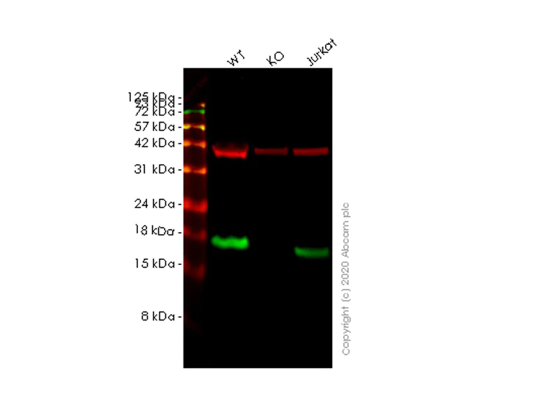 Western blot - Human NDUFA13 (GRIM19) knockout HeLa cell line (AB265863)