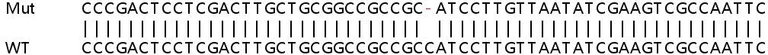Sanger Sequencing - Human NDUFA2 knockout HeLa cell lysate (AB258989)