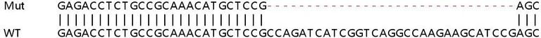 Sanger Sequencing - Human NDUFA4 knockout HEK-293T cell lysate (AB263276)