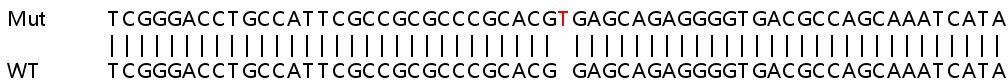 Sanger Sequencing - Human NDUFB1 knockout HEK-293T cell line (AB266332)