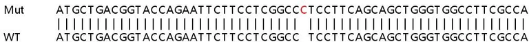 Sanger Sequencing - Human NDUFB9 knockout HeLa cell lysate (AB258065)