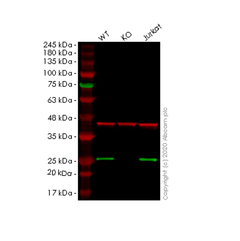 Western blot - Human NDUFB9 knockout HeLa cell lysate (AB258065)