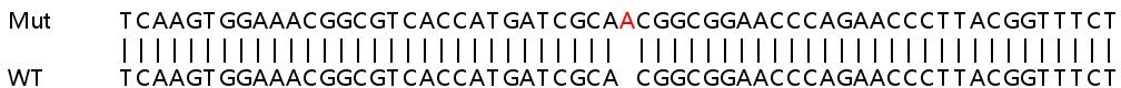 Sanger Sequencing - Human NDUFC2 knockout HeLa cell line (AB265383), expandable thumbnail
