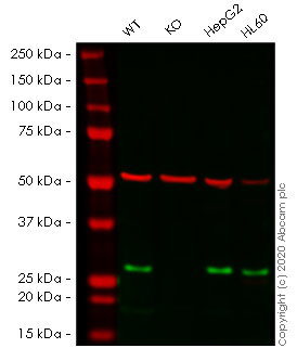 Western blot - Human NDUFS3 knockout HEK-293T cell line (AB266419), expandable thumbnail