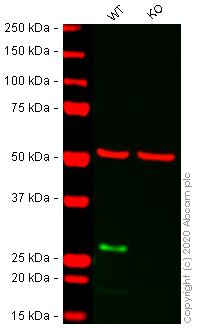 Western blot - Human NDUFS3 knockout HEK-293T cell line (AB266419), expandable thumbnail