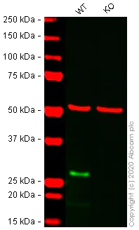 Western blot - Human NDUFS3 knockout HEK-293T cell line (AB266419)