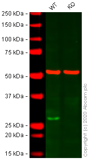 Western blot - Human NDUFS3 knockout HEK-293T cell line (AB266419), expandable thumbnail