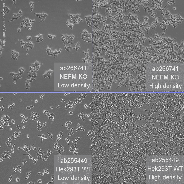 Cell Culture - Human NEFM (160 kD Neurofilament Medium) knockout HEK-293T cell line (AB266741), expandable thumbnail