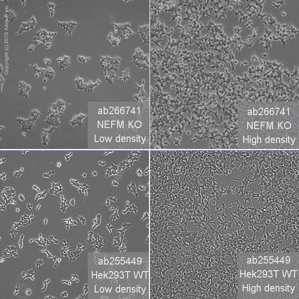 Cell Culture - Human NEFM (160 kD Neurofilament Medium) knockout HEK-293T cell line (AB266741)