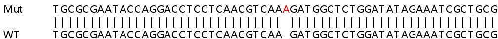 Sanger Sequencing - Human NEFM (160 kD Neurofilament Medium) knockout HEK-293T cell line (AB266741), expandable thumbnail
