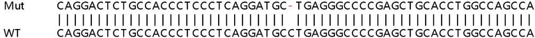 Sanger Sequencing - Human NEIL1 knockout HEK-293T cell lysate (AB258995)