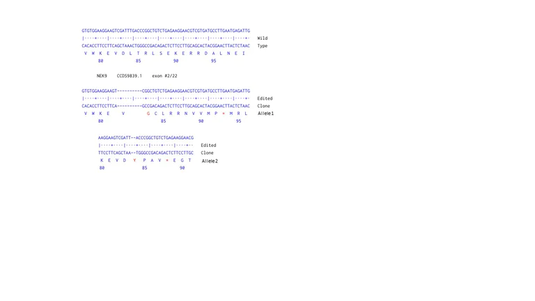 Next Generation Sequencing - Human NEK9 knockout A-431 cell line (AB270474)