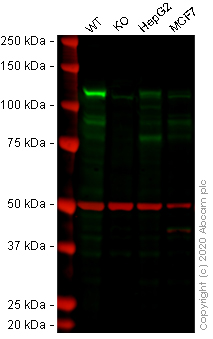 Western blot - Human NEK9 knockout A-431 cell line (AB270474), expandable thumbnail