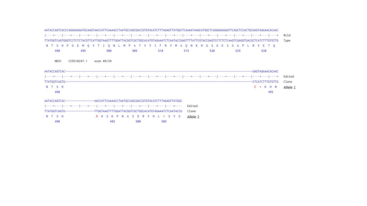 Next Generation Sequencing - Human NEO1 knockout U-87 MG cell line (AB306732), expandable thumbnail