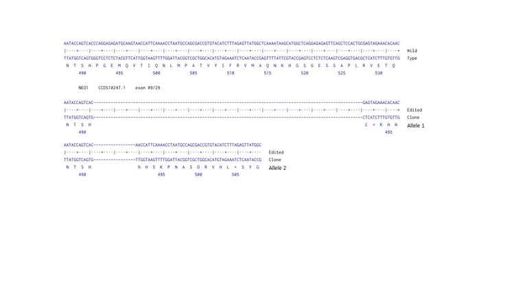 Next Generation Sequencing - Human NEO1 knockout U-87 MG cell line (AB306732)
