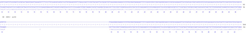 Human NEU1 knockout A549 cell line