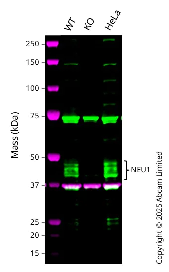 Western blot - Human NEU1 knockout A549 cell line (AB301095)