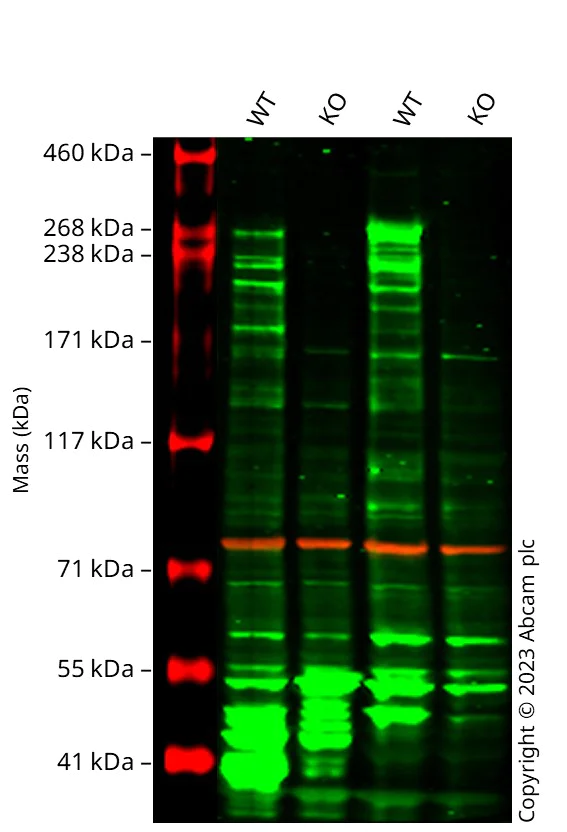 Western blot - Human NF1 knockout MCF7 cell line (AB286416)
